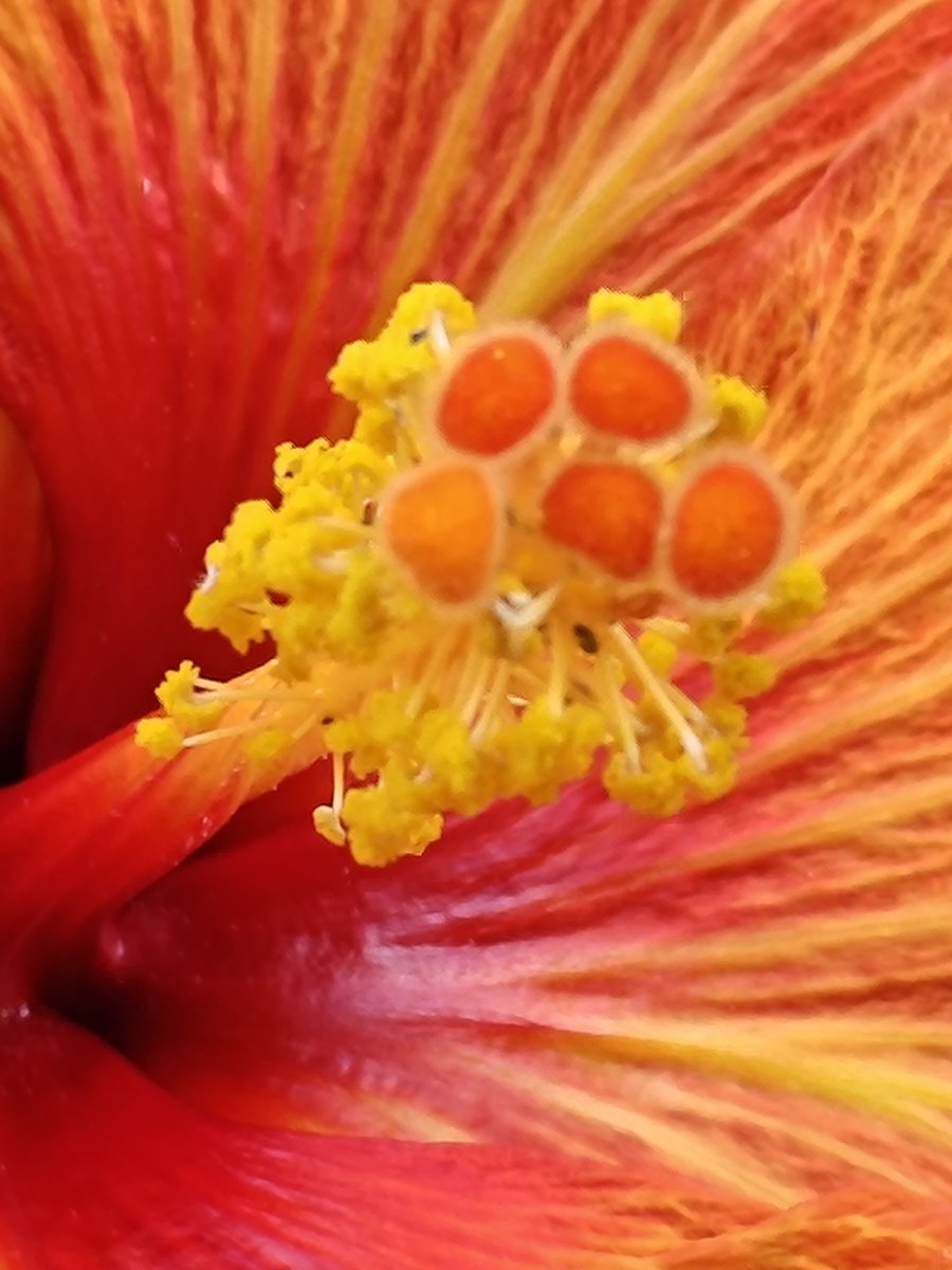 Bingo_mk's tweet photo. #MacroMagic https://t.co/NLIn0MInRL