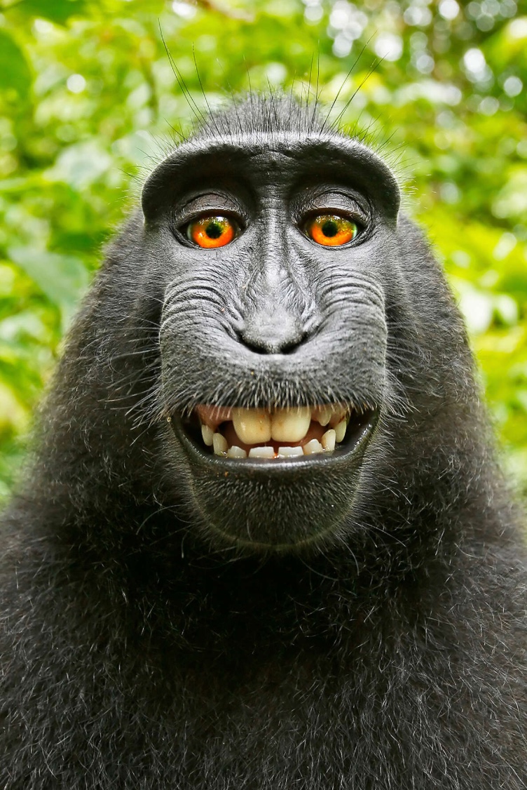 arvind_attn's tweet photo. dont know why but got reminded of this very famous picture "monkey selfie" .. taken by this monkey named Naruto from Indonesia in 2011 .. absolute banger for tee https://t.co/jUN9k4YjFf