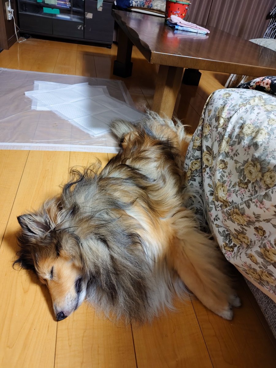yurikamo_me's tweet photo. 来月8歳を迎える #俺だが https://t.co/UwwU5vJg7N