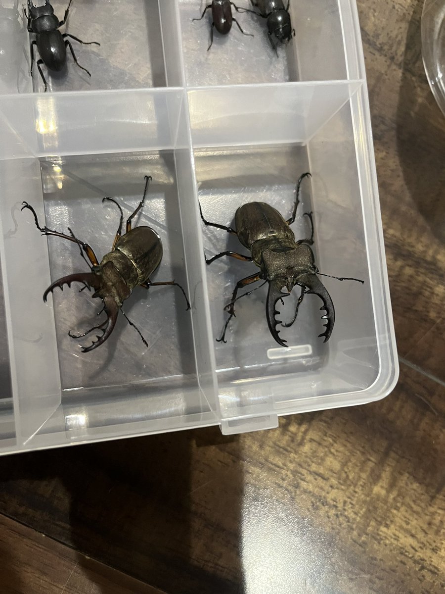 toritun0712's tweet photo. 本日ゲット
今年初のミヤマもヤッホーい
まだクワガタカブトムシ居たけど捕まえるのはやめました。 https://t.co/M0jZ9iBcPW