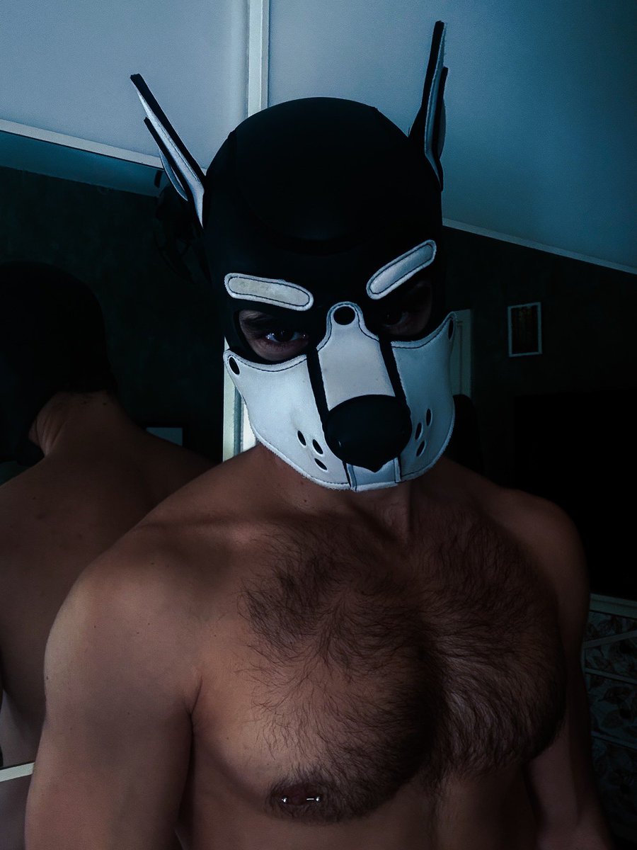 pup_snowdrop's tweet photo. Furry 🐶 https://t.co/sEeixKjFWz