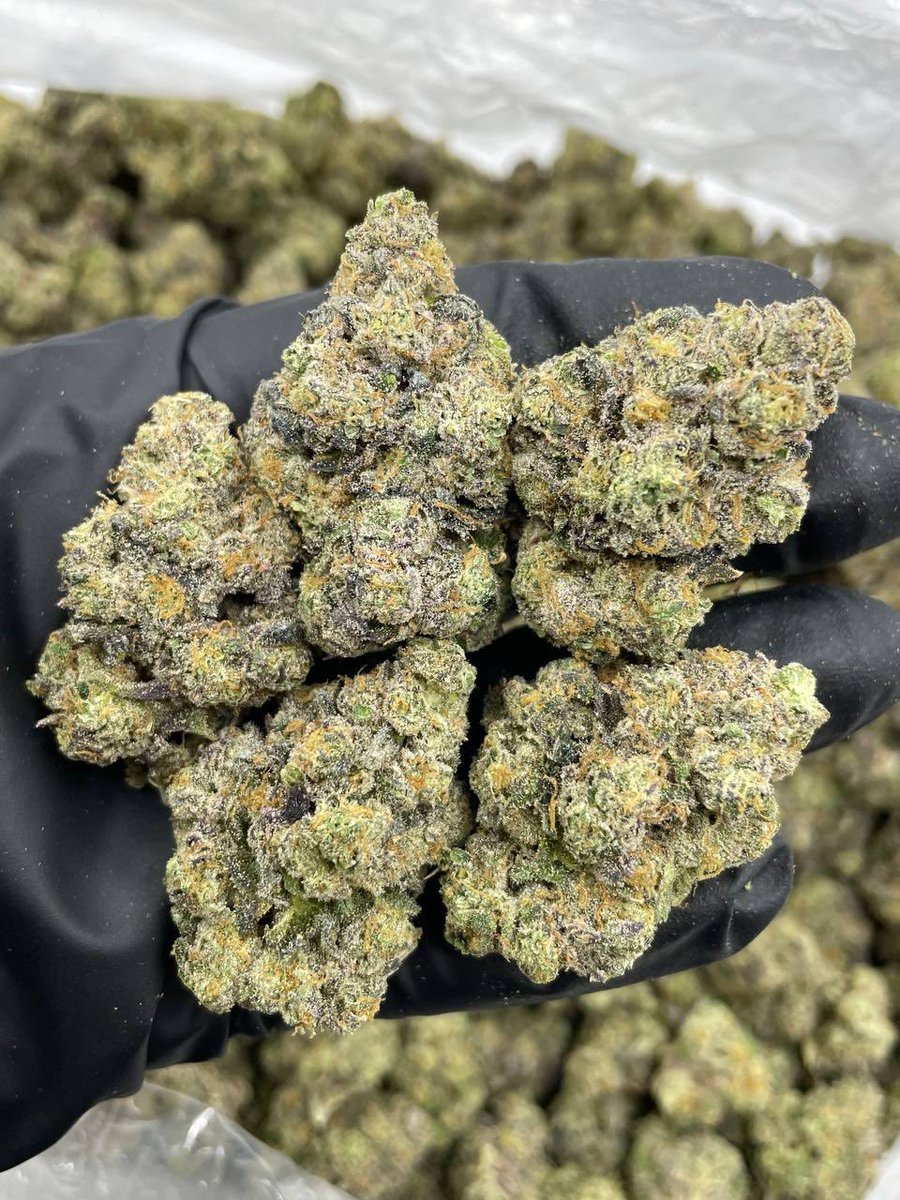 StonerPacksLA's tweet photo. Rainberry Mac indoors 🌈
•
•
•
#cannabis #cannabiscommunity #weed  #cannabisculture #sativa #marijuana #weedtw https://t.co/lAeO77RoTv