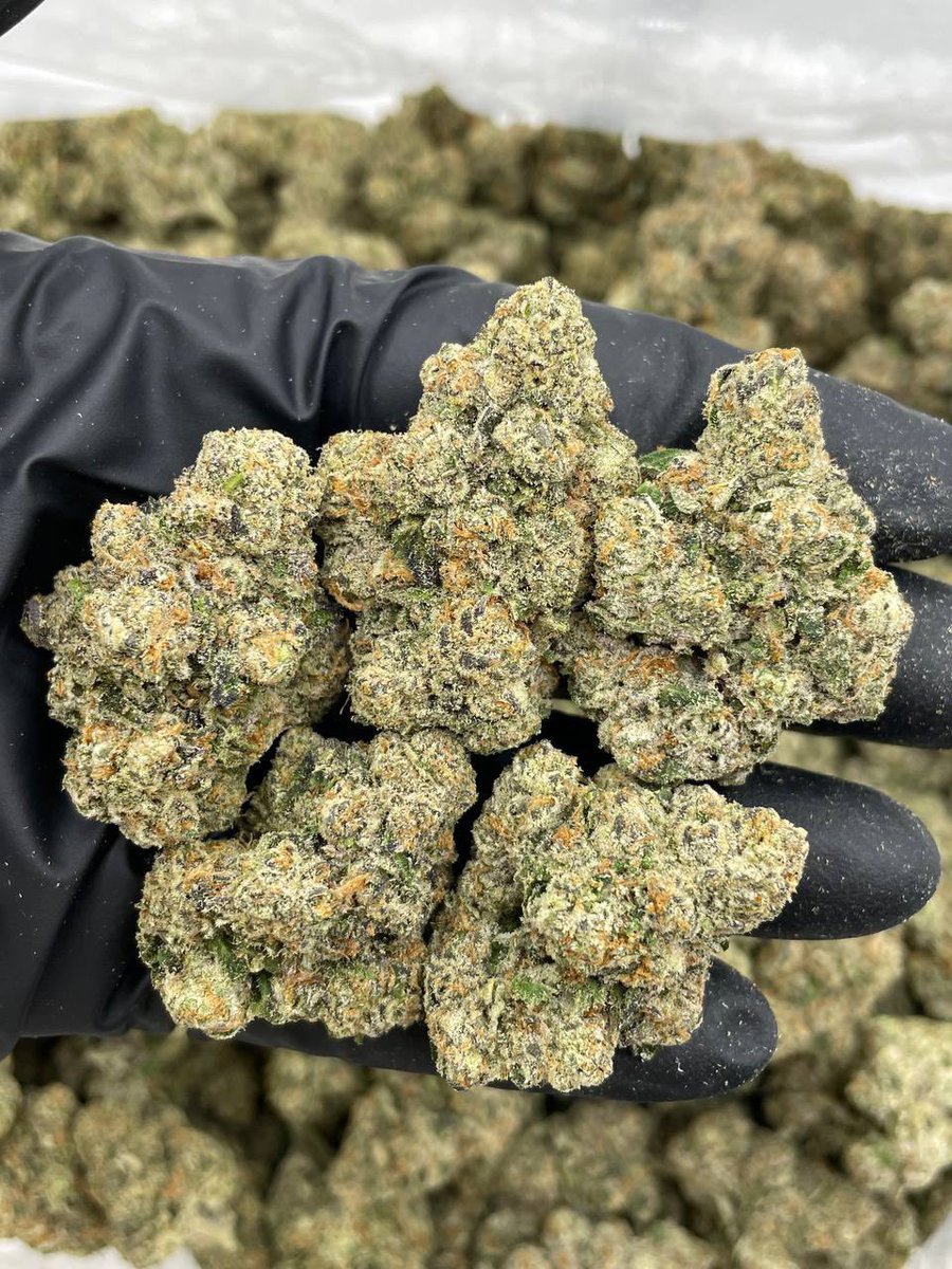 StonerPacksLA's tweet photo. Pink Versace indoors 
•
•
#cannabiscommunity #cannabis #weed #weedtwt #cannabisculture #marijuana https://t.co/qRIPXMb5Bs