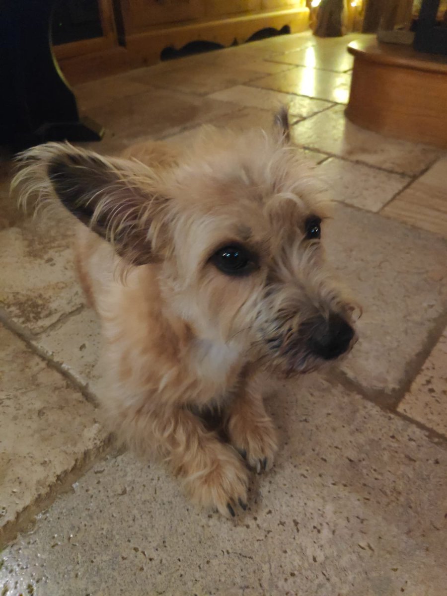millypod1's tweet photo. PICKLE HOME SAFE. THANKS FOR RT's πππΎ
π23 JULY 2026 #Lost Pickle #ScanMe
Cross Breed Female. Nervous Dog (do not chase)
Tally Ho Road #Shadoxhurst #Ashford #Kent #TN26 https://t.co/wnIjtiisfr https://t.co/6CWWTfMKg8