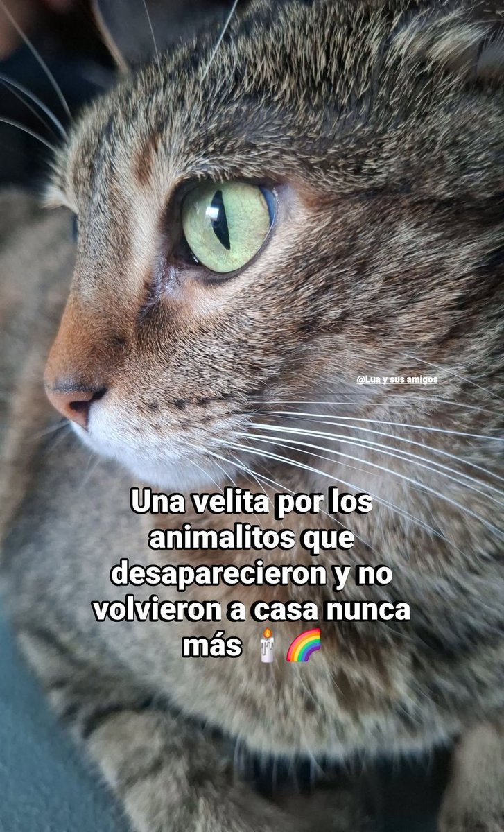 werirojiblanca's tweet photo. 🕯️😔🥺🐾 https://t.co/BsTamSJ43T