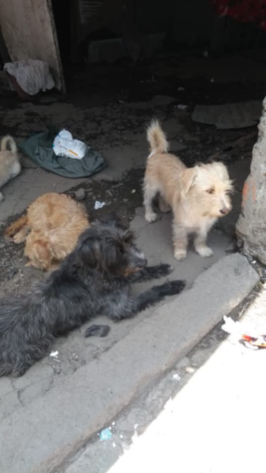 HELA_MORE's tweet photo. ¡Urge ayuda!

Estos 7 perritos serán entregados mañana al antirrábico,son talla chica a mediana.

Urge conseguir resguardo o adoptantes.
¿Nos ayudan a compartir por favor? 🙏🏼 
Si alguien puede recibir aunque sea uno nosotros lo trasladamos.
Están en CDMX. https://t.co/Jy2K0BetMd