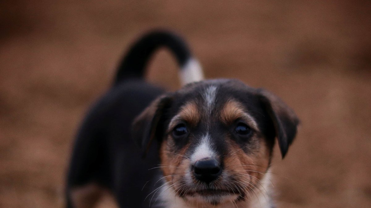 moirauitjfsps's tweet photo. That puppy I saw today was so cute. Simple joys, right? https://t.co/TB2iEh0dFP