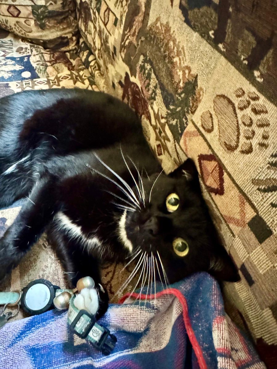 thespy_harriet's tweet photo. i am not terrible baby. i am a friend and girl. look how that i am active listening to the couch https://t.co/E2R3tPGCi7