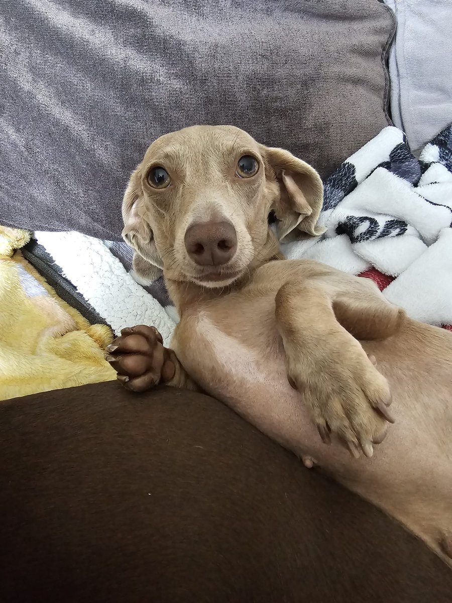 millypod1's tweet photo. DAISY HOME SAFE. THANKS FOR RT'sπππΎ
π20 JULY 2026 #Lost DAISY #ScanMe #PUPPY YOUNG Dachshund: Miniature Female #SausageArmy
Fort George #Ardersier #Inverness #Highland #Scotland #IV2
Ayrshire Drone Dog Rescue are assisting https://t.co/dgJC5n64EL https://t.co/Rx0vEDoSCR https://t.co/JOhQWlgIbi