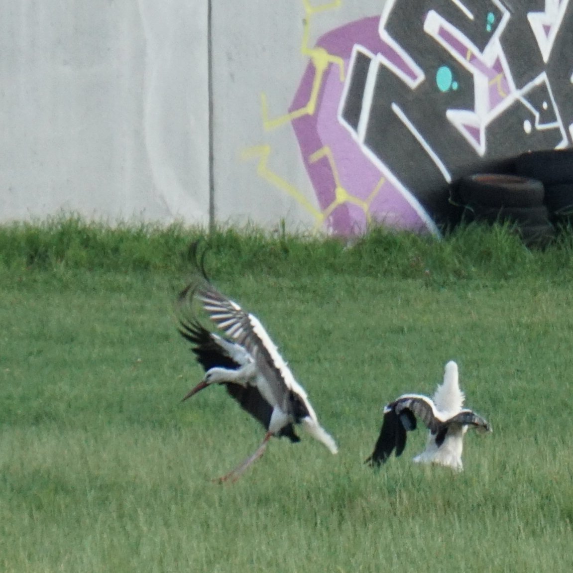 ArmyForBirds7's tweet photo. stooorkssss https://t.co/HpO86nGUSY
