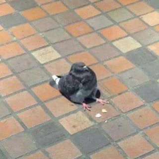 crescentmoontea's tweet photo. psa: I know people think that pigeons sitting like this is cute, but all these pigeons are sick and dying. pigeons don't sit like this unless there's something wrong (usually a spinal injury) and, if you see a pigeon sitting like this, you should get them to a rehabber asap https://t.co/eX7cWkZQkn