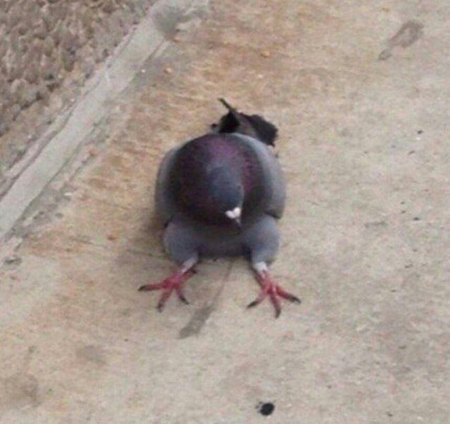 crescentmoontea's tweet photo. psa: I know people think that pigeons sitting like this is cute, but all these pigeons are sick and dying. pigeons don't sit like this unless there's something wrong (usually a spinal injury) and, if you see a pigeon sitting like this, you should get them to a rehabber asap https://t.co/eX7cWkZQkn
