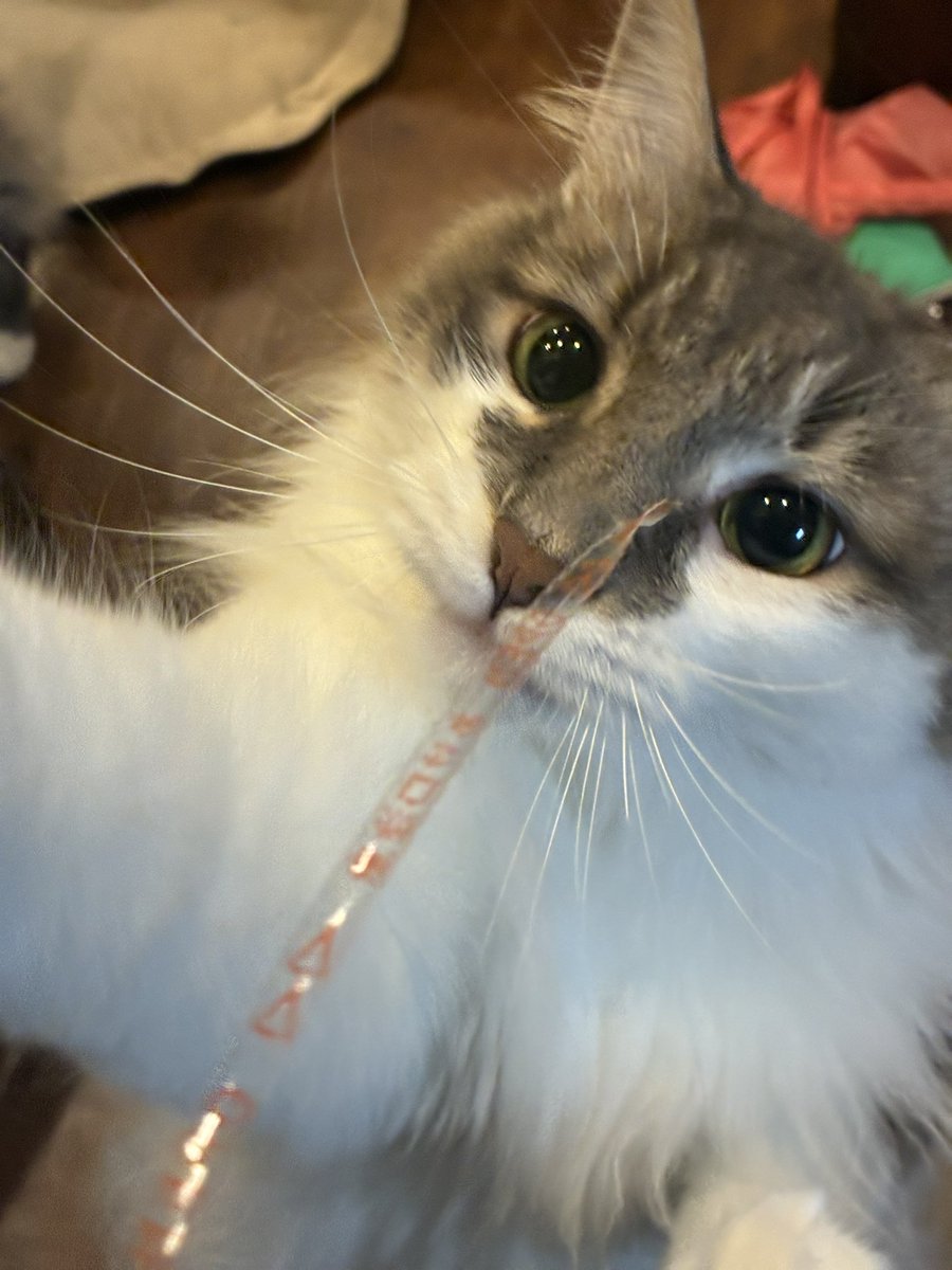 monja413's tweet photo. どんな猫じゃらしより卵買った時のぴろぴろが好き https://t.co/tyDtgV1u0g
