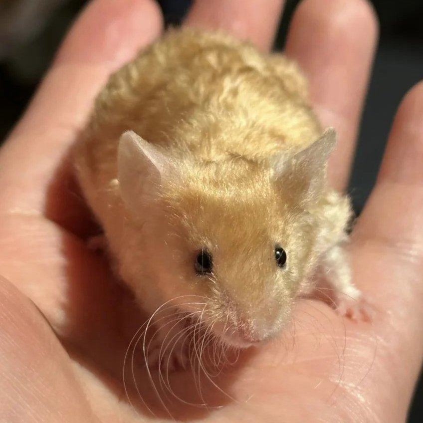hamsterskbae's tweet photo. https://t.co/V8BSKtjQrd