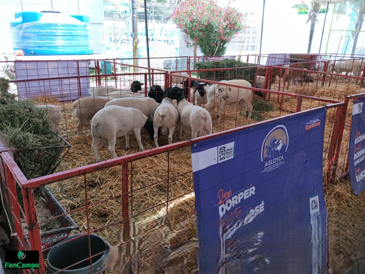FANCampoVida's tweet photo. AMIGOS SOCIOS GANDEROS DE AGUASCALIENTES: FanCampo - FanVida asiste a la Expo Ganadera de la Feria Nacional de los Chicahuales, Jesús María; Aguascalientes. Para difusión de los Seguros Comerciales Agropecuarios y Programas de Fomento Ganadero. #CNOG #AGS #ganaderosmexicanos https://t.co/6VImbueATc