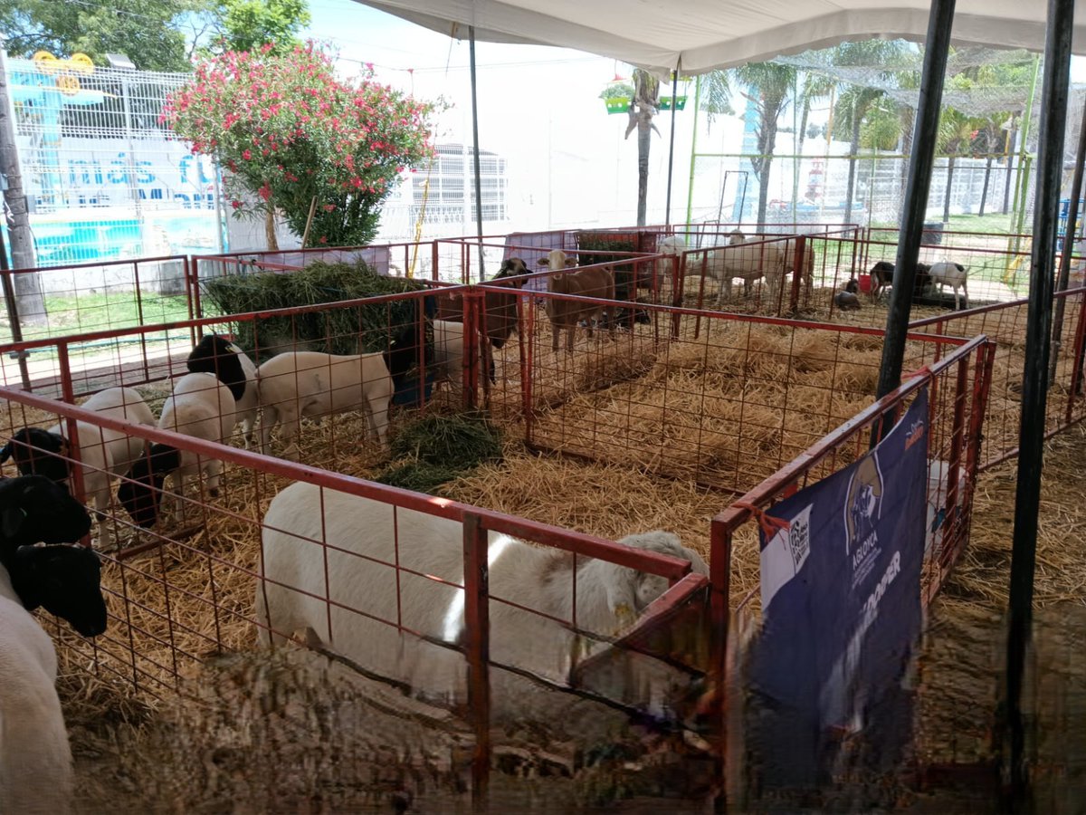 FANCampoVida's tweet photo. AMIGOS SOCIOS GANDEROS DE AGUASCALIENTES: FanCampo - FanVida asiste a la Expo Ganadera de la Feria Nacional de los Chicahuales, Jesús María; Aguascalientes. Para difusión de los Seguros Comerciales Agropecuarios y Programas de Fomento Ganadero. #CNOG #AGS #ganaderosmexicanos https://t.co/6VImbueATc