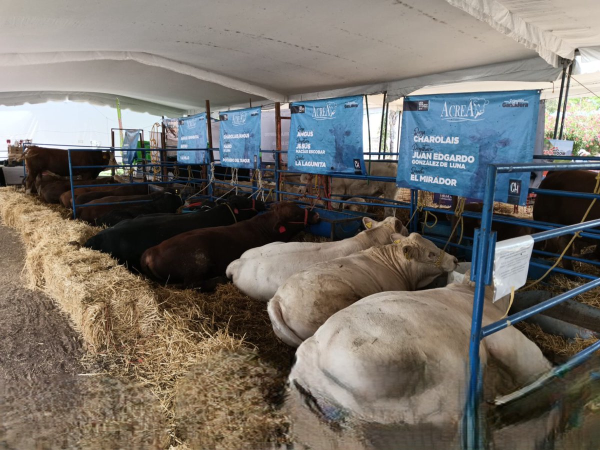 FANCampoVida's tweet photo. AMIGOS SOCIOS GANDEROS DE AGUASCALIENTES: FanCampo - FanVida asiste a la Expo Ganadera de la Feria Nacional de los Chicahuales, Jesús María; Aguascalientes. Para difusión de los Seguros Comerciales Agropecuarios y Programas de Fomento Ganadero. #CNOG #AGS #ganaderosmexicanos https://t.co/6VImbueATc