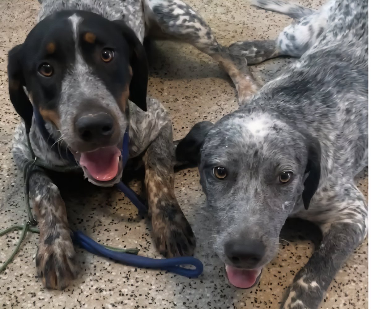 Pro_Ani_LaNucia's tweet photo. Lo intentamos, no los conocéis? Nadie los ha perdido? 
Macho y hembra, jóvenes, sin chipar claro .
No valen para cazar ? 
Bueno, pues en 15 días pasan a adopción en La Nucia 
Algún dia abriremos el melón de algunos pueblos donde los cazadores tienen vía libre al maltrato https://t.co/TXWOu98mjf