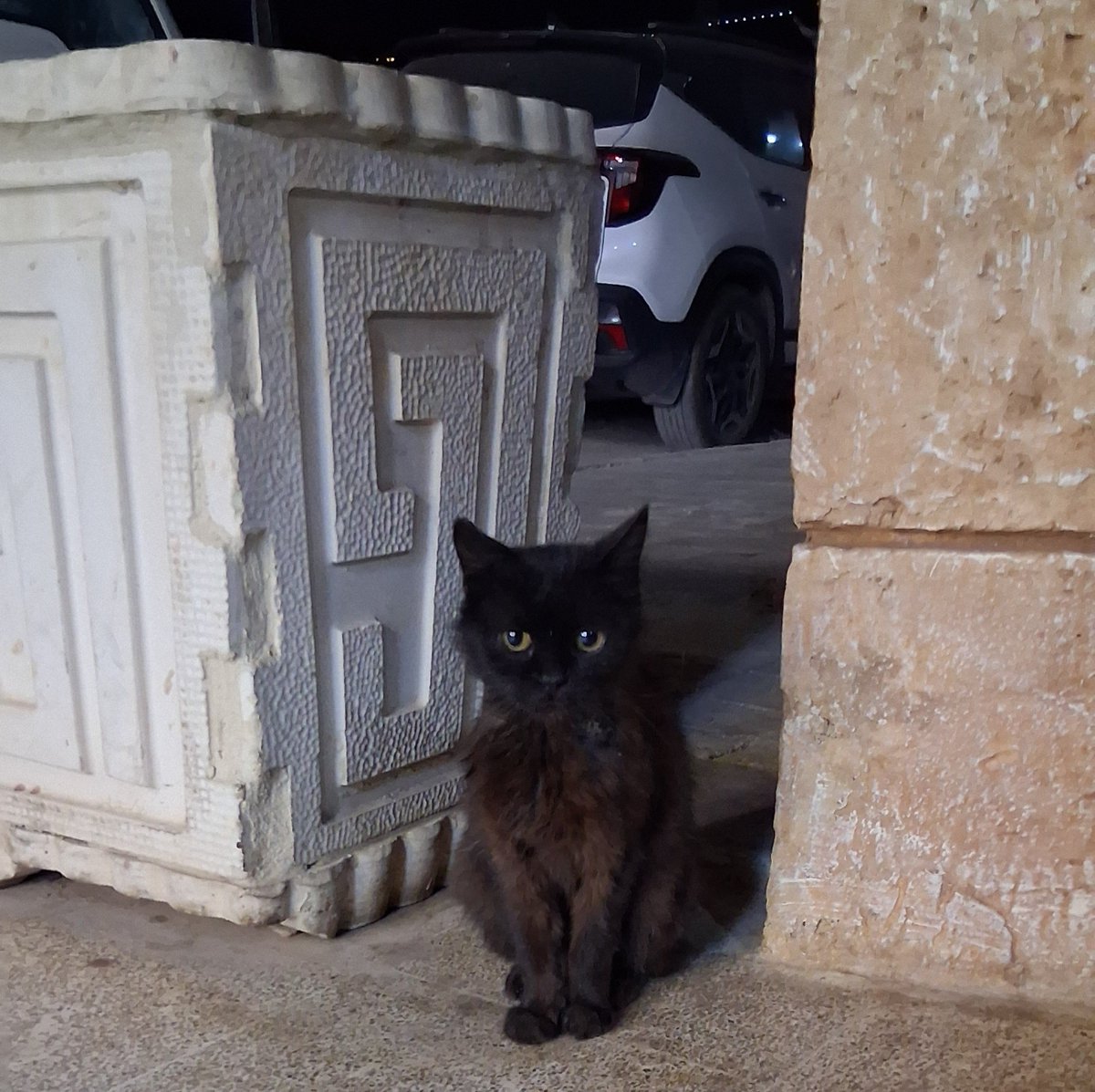 zbr0ke's tweet photo. awesome cats i met in syria https://t.co/De2W3pjWaF