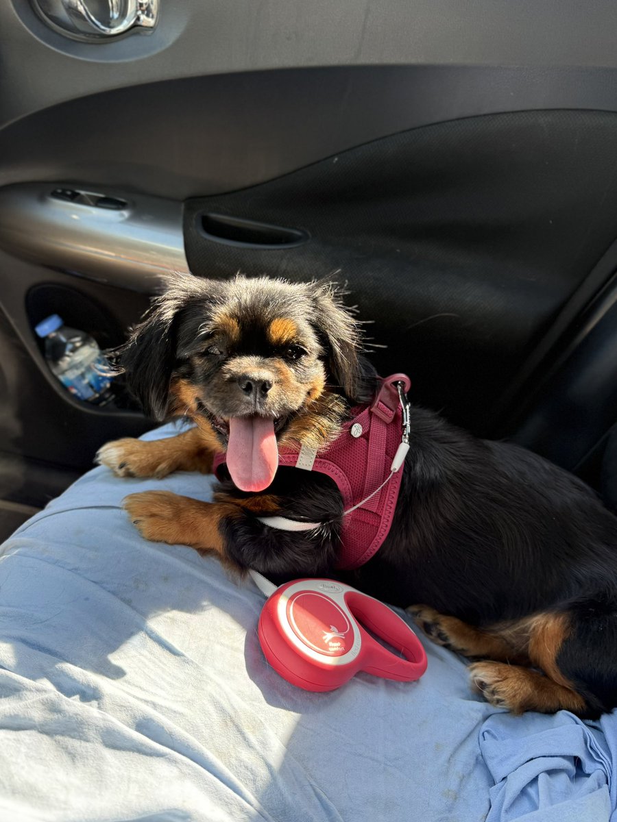 ecevonaz's tweet photo. Betty Yuva Arıyor 🖤

yaklaşık 2-3 yaşlarında, dişi, 6 kg ağırlığında minicik bir Pekingese & Sosis kırması olduğunu düşündüğümüz bir kız 🥹

uy*ştrucu kullanımının yoğun olduğu bir gecekondu mahallesinde naylon iple çalılığa bağlanmış halde bulundu. önünde mama ve su bile yoktu...

ama buna rağmen tam bir insan aşığı! kendini sevdirmeye, öpmeye öpülmeye ve kucağa çıkmaya bayılıyor 💘

evde her yere pıtı pıtı peşinizden gelen, mutluluktan gözlerini kısarak gülümseyen pamuk gibi de bir karakteri var.

“gel" ve "otur" komutlarını bile biliyor 🫠 tuvaletini hem dışarı hem de pede yapıyor… ama pede sadece çiş, o kadar da prenses 🧚🏼‍♀️

çipi takıldı, iç/dış parazit uygulamaları yapıldı. gözüyle ilgili ufak bir tedavi sürecindeyiz, ileride küçük bir operasyon gerekebilir ama bu süreçte onun patisini hiç bırakmayacak, onu çok sevecek ve bir daha asla terk etmeyecek o altın kalpli ailesini arıyoruz 🫶🏻

İstanbul
Kısırlaştırma ve takip şartıyla sahiplendirilecektir.