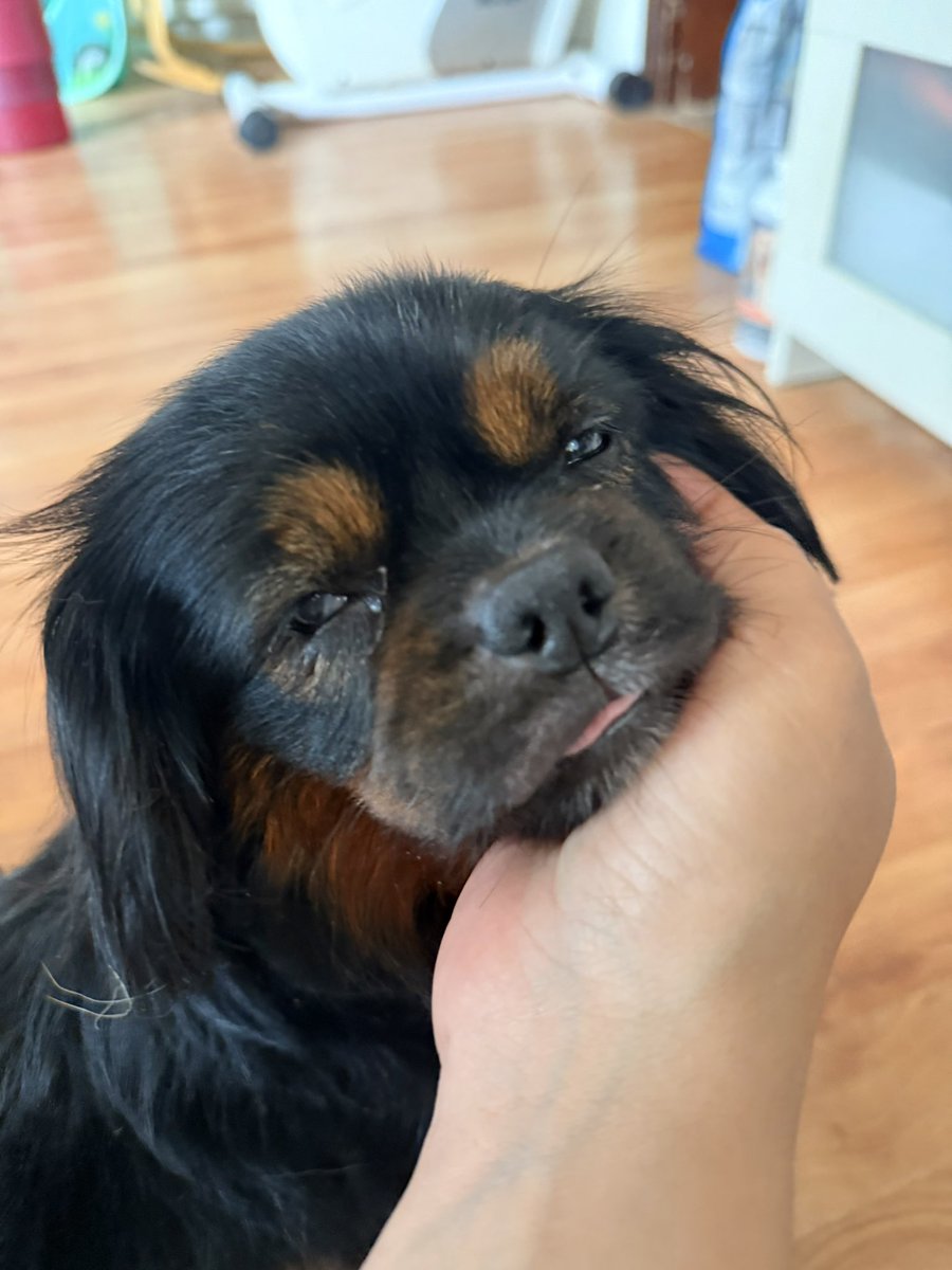ecevonaz's tweet photo. Betty Yuva Arıyor 🖤

yaklaşık 2-3 yaşlarında, dişi, 6 kg ağırlığında minicik bir Pekingese & Sosis kırması olduğunu düşündüğümüz bir kız 🥹

uy*ştrucu kullanımının yoğun olduğu bir gecekondu mahallesinde naylon iple çalılığa bağlanmış halde bulundu. önünde mama ve su bile yoktu...

ama buna rağmen tam bir insan aşığı! kendini sevdirmeye, öpmeye öpülmeye ve kucağa çıkmaya bayılıyor 💘

evde her yere pıtı pıtı peşinizden gelen, mutluluktan gözlerini kısarak gülümseyen pamuk gibi de bir karakteri var.

“gel" ve "otur" komutlarını bile biliyor 🫠 tuvaletini hem dışarı hem de pede yapıyor… ama pede sadece çiş, o kadar da prenses 🧚🏼‍♀️

çipi takıldı, iç/dış parazit uygulamaları yapıldı. gözüyle ilgili ufak bir tedavi sürecindeyiz, ileride küçük bir operasyon gerekebilir ama bu süreçte onun patisini hiç bırakmayacak, onu çok sevecek ve bir daha asla terk etmeyecek o altın kalpli ailesini arıyoruz 🫶🏻

İstanbul
Kısırlaştırma ve takip şartıyla sahiplendirilecektir.