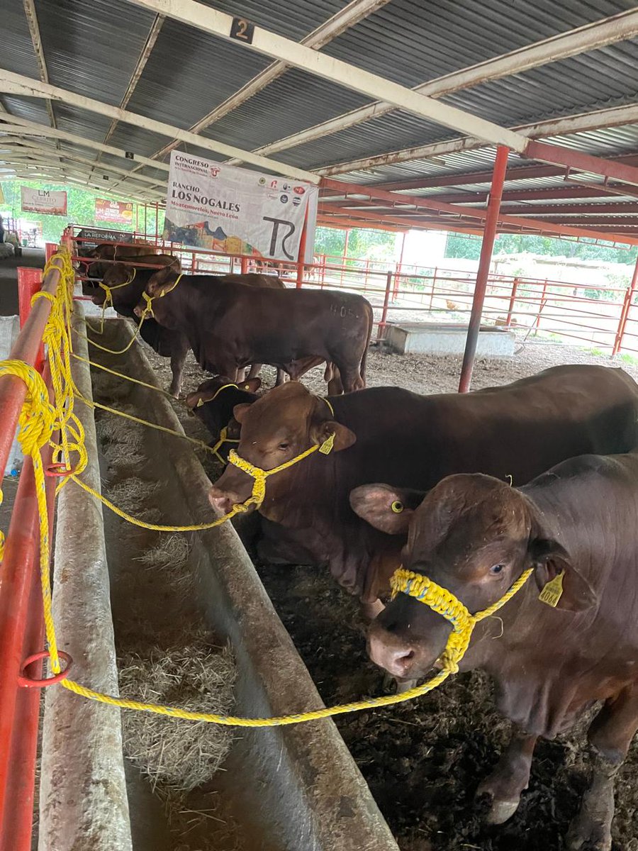 FANCampoVida's tweet photo. AMIGOS SOCIOS GANADEROS DE NUEVO LEON FanCampo - FanVida presente en Evento de Mejoramiento Genético en el municipio de General Terán, NL para el aseguramiento de sementales contra muerte por enfermedad accidente y/o sacrificio forzoso. #CNOG Unión Ganadera Regional de Nuevo León https://t.co/IAAU8ns2Q7