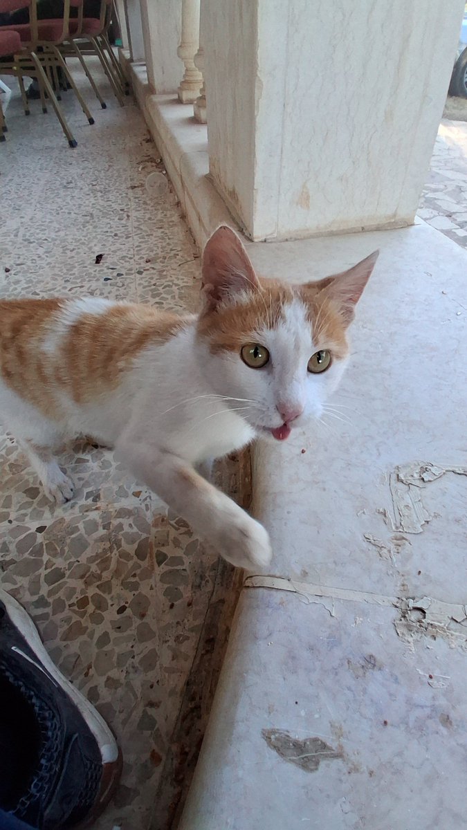 zbr0ke's tweet photo. awesome cats i met in syria https://t.co/De2W3pjWaF