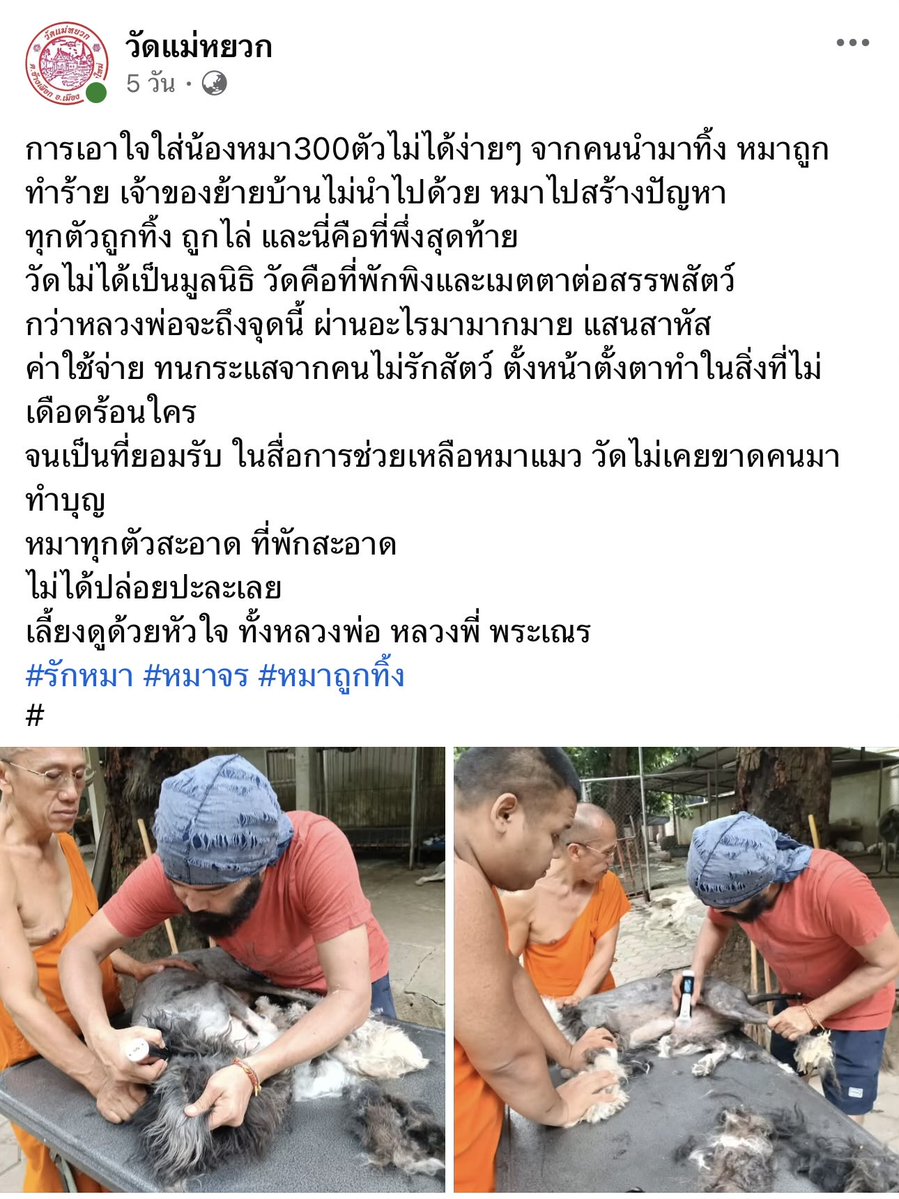 PpYouknowme's tweet photo. ตอนแรกที่เห็นโพสนี่ก็โกรธนะ ไม่พาไปหาหมอ จะเลี้ยงทำไม แต่พอรู้ว่าเป็นวัด เข้าใจเลย เพราะเคยเห็นโพสวัดแม่หยวก โพสว่ามีรถคันนึงเอาหมาเข้ามาปล่อย แล้วหมาที่วัดก็เยอะมากๆๆๆๆ อยู่แล้วอ่ะ (ถ้าใครอยากทำบุญอาหารทั้งหมาและแมว ของใช้ บริจาคได้นะ) https://t.co/siDjj0HDln
