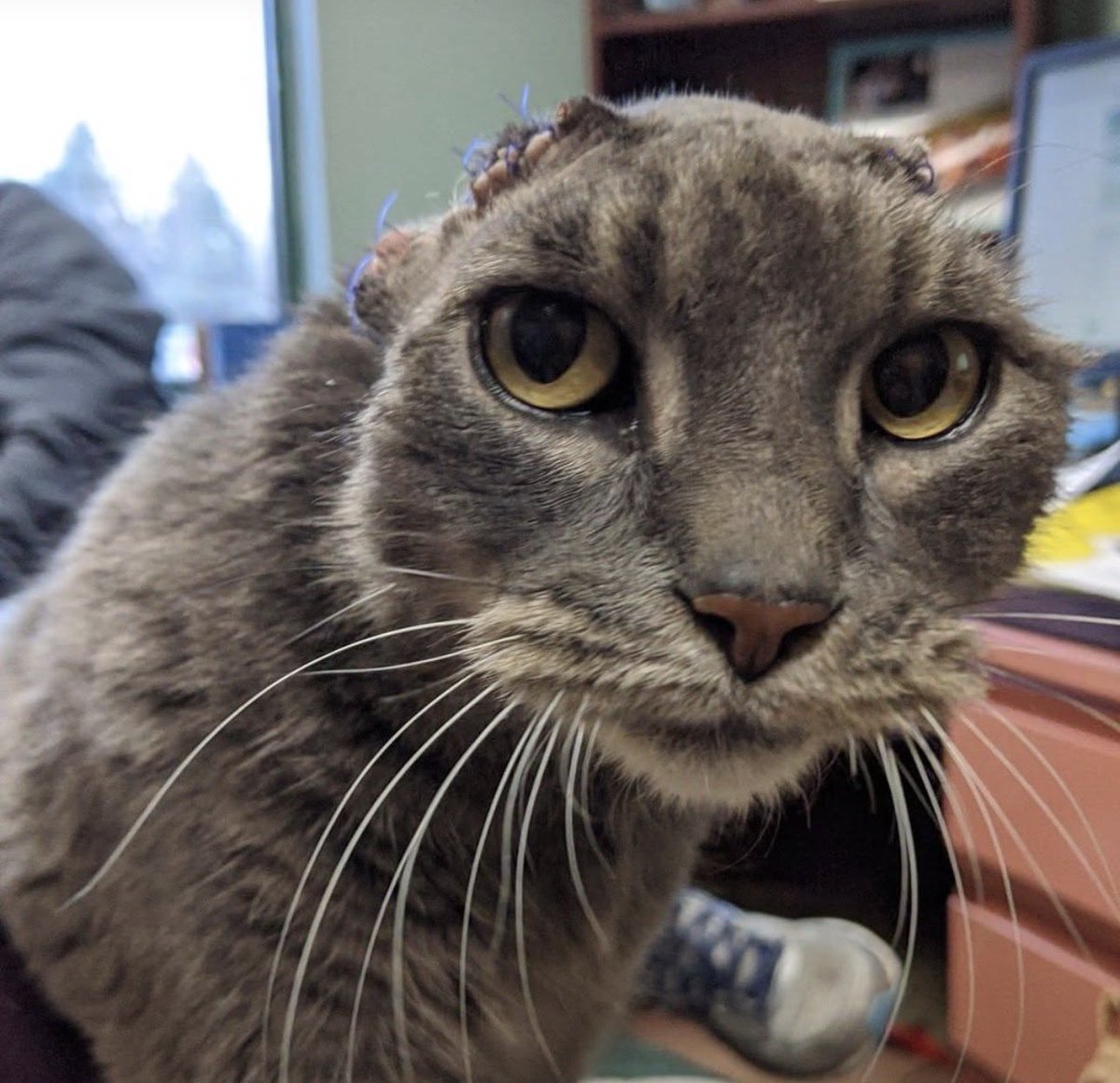 Indie5051's tweet photo. Una gatita que perdió ambas orejas debido a graves infecciones recibió un par de orejitas tejidas a mano por la familia que la adoptó. https://t.co/U4TwNpbWUp