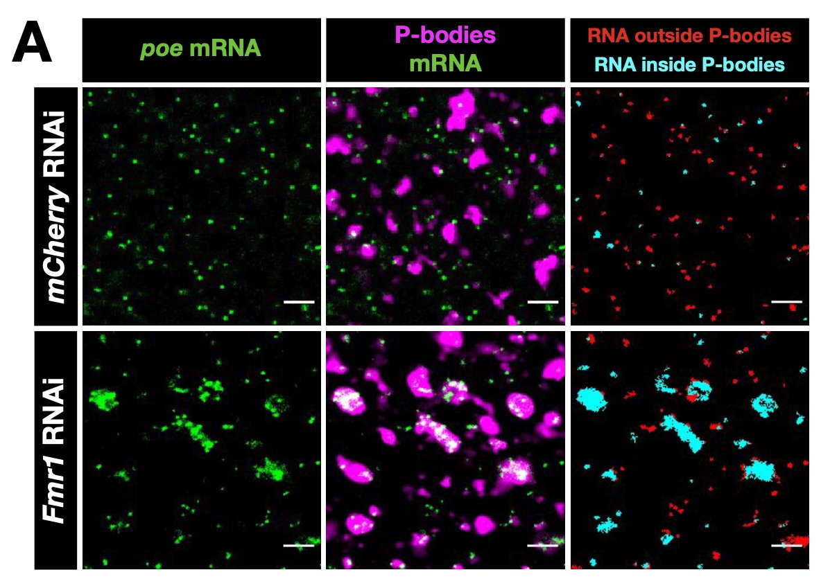 vancityflyguy's tweet photo. We now show that FMRP acts to protect long mRNA targets from repression by the central repressive factor Me31B/DDX6, which is a core RNP remodeling protein that drives formation of P-bodies. https://t.co/TSMbEbTscM
