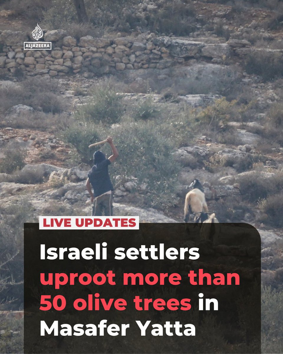 AJEnglish's tweet photo. Israeli settlers have uprooted more than 50 olive trees in the Aghziwa area of Masafer Yatta, a collection of hamlets in the southern West Bank, according to local media. 

🔴 LIVE updates: https://t.co/584iVWc7te https://t.co/UbB4o8EwCv