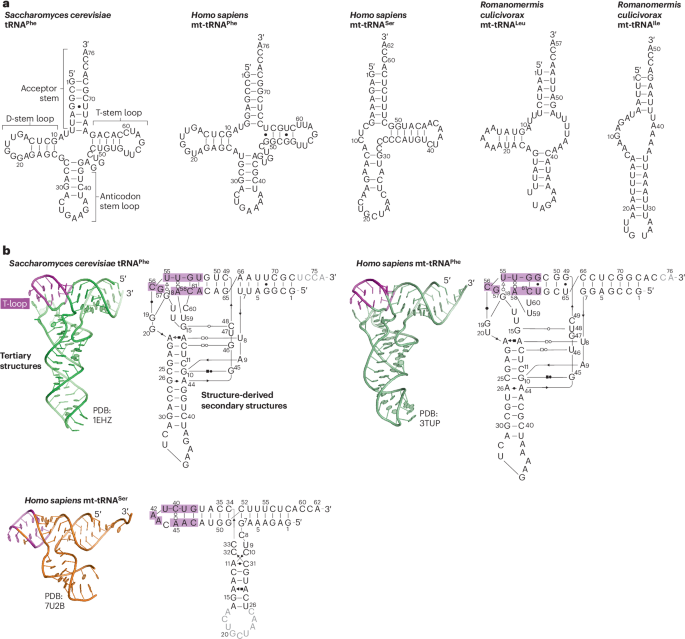 NatRevMCB's tweet photo. New Online! Mitochondrial tRNA biogenesis, modifications and disease relevance https://t.co/mJh0Ejkaaw https://t.co/zEeuoAC6fn