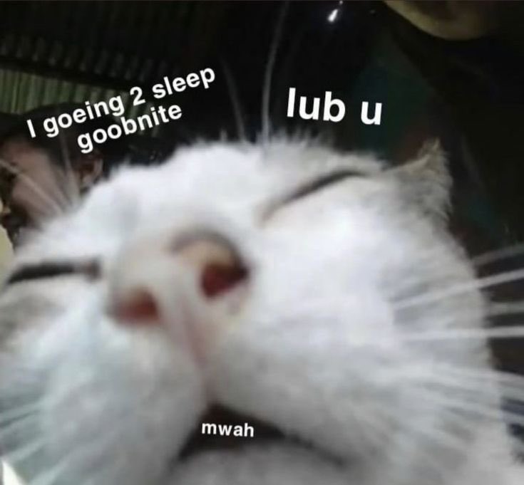 raedoesntexist's tweet photo. This is how my gf views me, I know bc she sent me this and said this is actually just me when we lay down for bed. https://t.co/ItYyda61N5