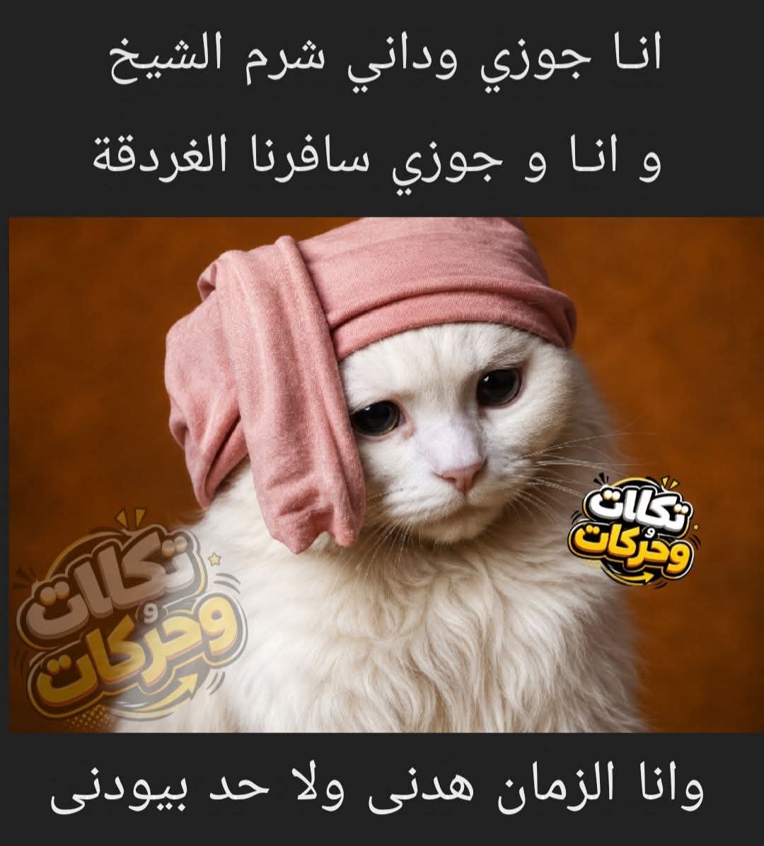 ألو أنا القطة tweet media