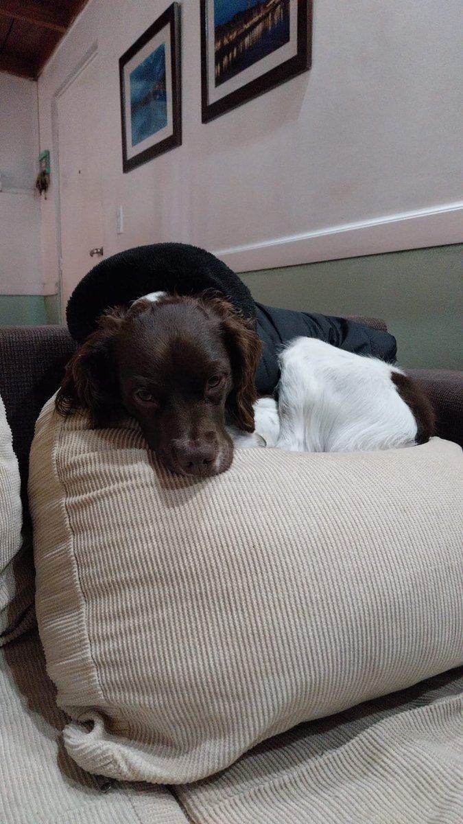 barby1018's tweet photo. @kicocrea Mi Coco. En las últimas 2 fotos esta cerca de mi panza, no se si siente a mi bb, pero el esta ahí bien pegote.💖 https://t.co/BCBOC7v3EK