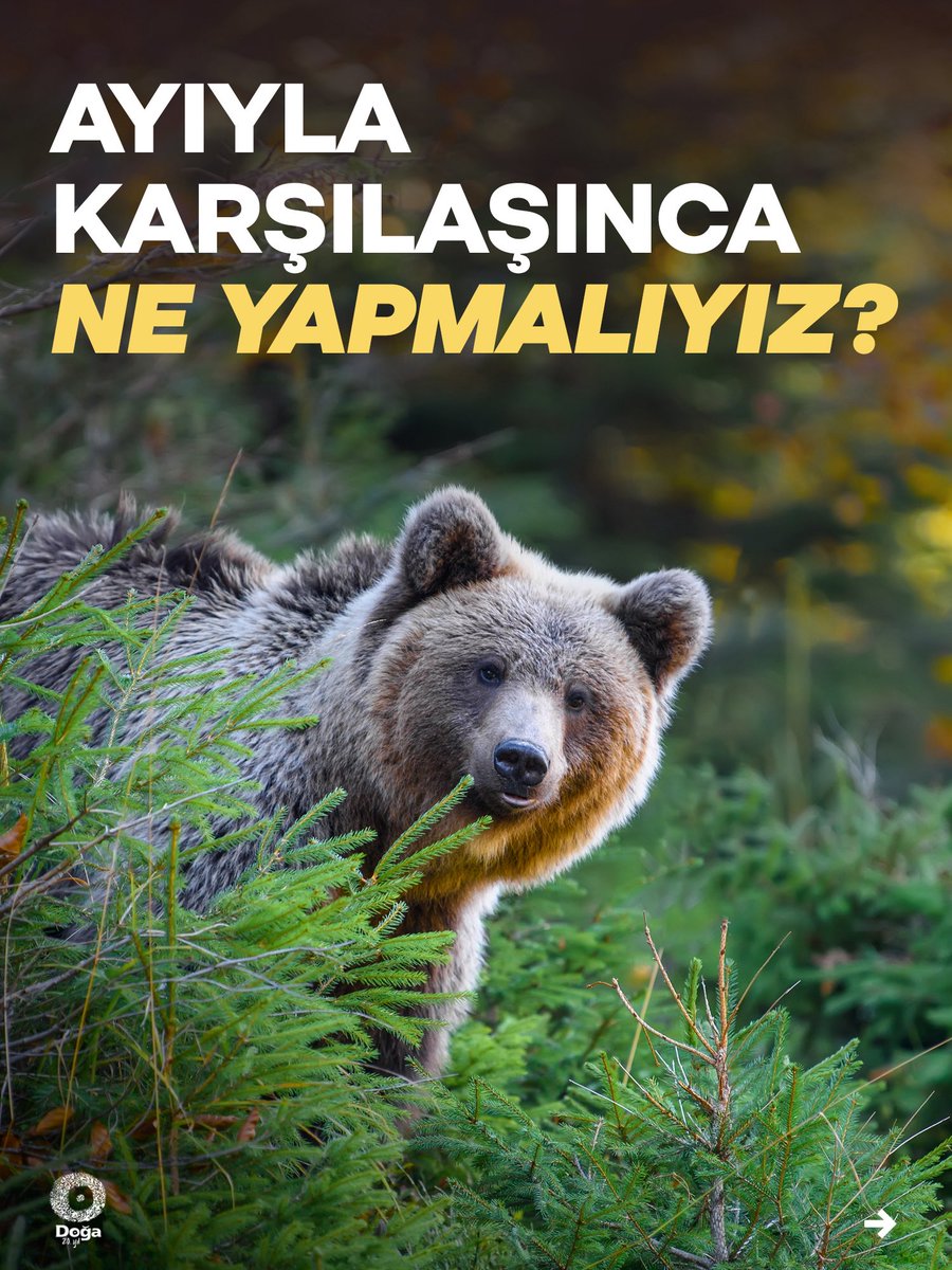 DogaDernegi's tweet photo. Ayılar sağlıklı bir ekosistemin göstergesi. Onlarla aynı coğrafyayı paylaşmak bizim için bir lütuf. 

Anadolu’nun yüz binlerce yıllık sakinleri olan ayılarla artık daha fazla karşılaşıyoruz. Nüfusumuz artıyor; yanlış planlanmış yaşam faaliyetlerimiz ayıların yaşam alanlarını daraltıyor ve parçalıyor. Doğadaki besinleri azalırken açıkta bırakılan çöpler ve yiyecek artıkları ayıları yerleşimlere yöneltiyor. Bu durum risk taşıyan yakın karşılaşmalara neden olabiliyor.

Ayılarla olası karşılaşmalar için hazırladığımız bilgileri kaydırarak okuyabilirsiniz. 

Unutmayalım ki, bu karşılaşmaların neden ve nasıl yaşandığını bilmek ve bunlara engel olmaya çalışmak atacağımız ilk adım olmalı.⬇️