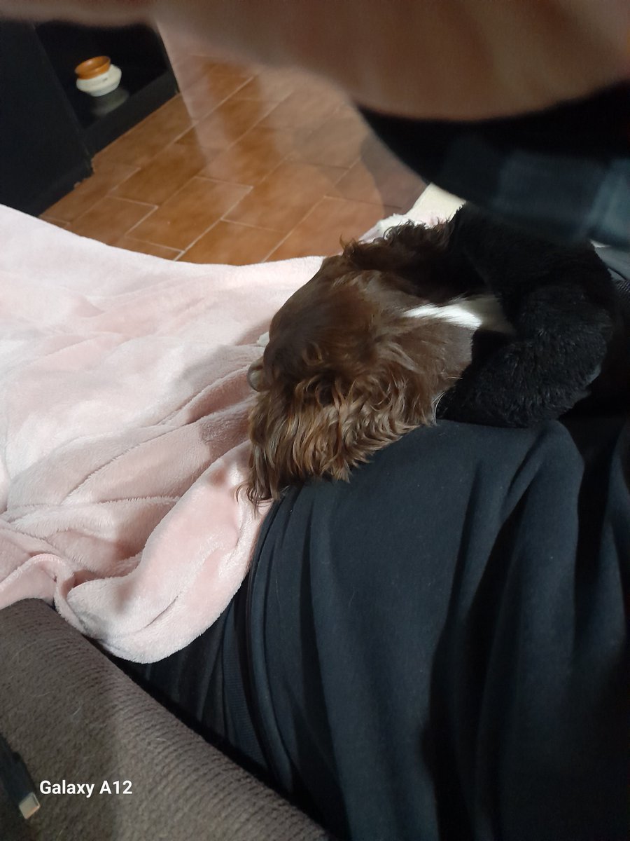 barby1018's tweet photo. @kicocrea Mi Coco. En las últimas 2 fotos esta cerca de mi panza, no se si siente a mi bb, pero el esta ahí bien pegote.💖 https://t.co/BCBOC7v3EK