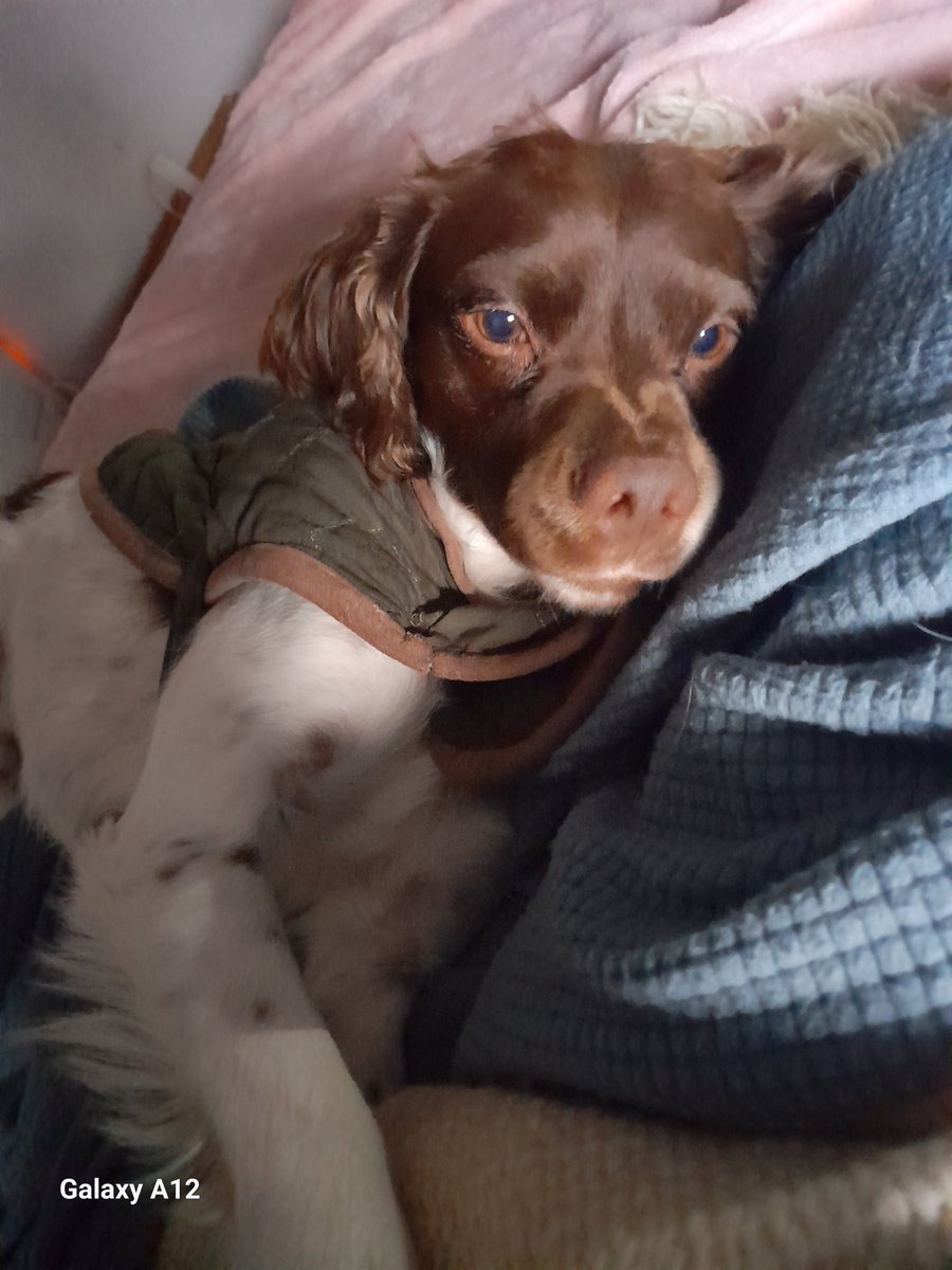 barby1018's tweet photo. @kicocrea Mi Coco. En las últimas 2 fotos esta cerca de mi panza, no se si siente a mi bb, pero el esta ahí bien pegote.💖 https://t.co/BCBOC7v3EK