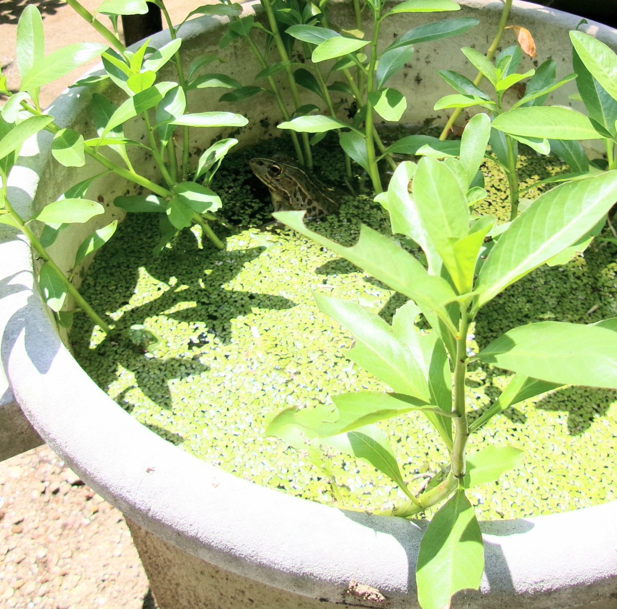machidakei23's tweet photo. #トノサマガエル がバケツに入っていた🪣
猛暑で、温泉やん♨️

朝方、植物に乗っていた🌿
半水棲(はんすいせい)なのに
まるで樹上性カエル!

#シオカラトンボ が産卵するのに
雨が降らない☀️
バケツの水が干上がる🥺
水やり、大変や～ https://t.co/Xb41zhaW6E
