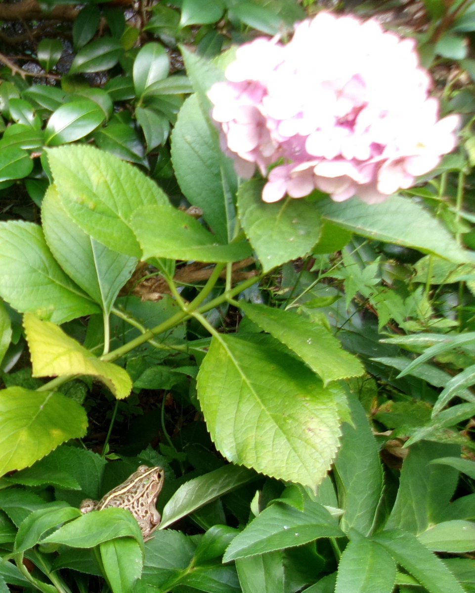 machidakei23's tweet photo. #トノサマガエル がバケツに入っていた🪣
猛暑で、温泉やん♨️

朝方、植物に乗っていた🌿
半水棲(はんすいせい)なのに
まるで樹上性カエル!

#シオカラトンボ が産卵するのに
雨が降らない☀️
バケツの水が干上がる🥺
水やり、大変や～ https://t.co/Xb41zhaW6E