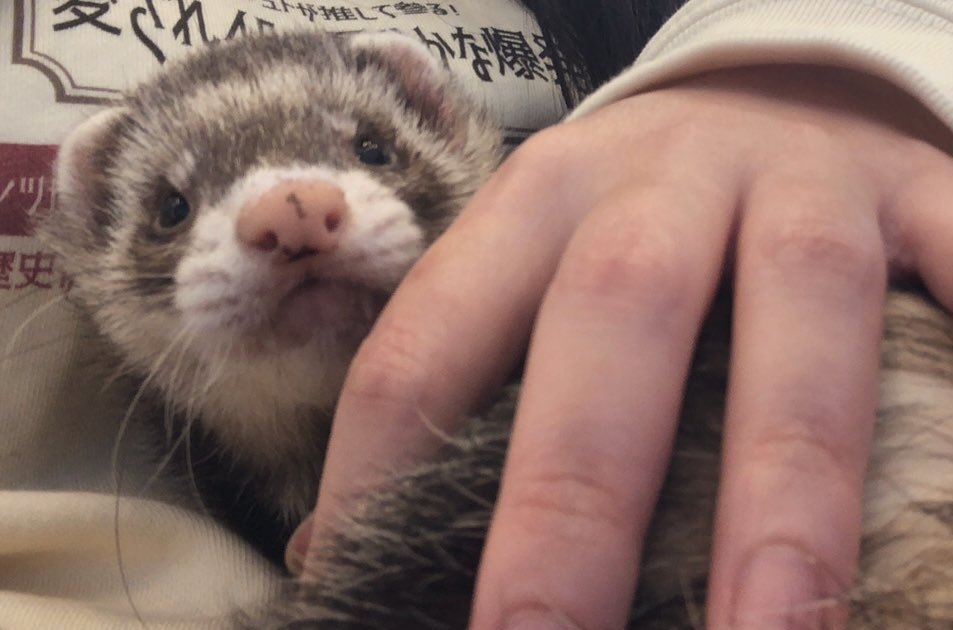 FerretChubby's tweet photo. 写真のはパーカーだけど、愛されデザイン買うと私とお揃いになります！
Tシャツも自分で買ってます😂 https://t.co/wxxn9SlMoZ