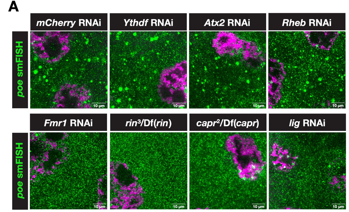 vancityflyguy's tweet photo. We found that FMRP didn’t do this job alone. Using a single molecule FISH based screening assay in developing egg follicles, FMRP-driven translation sites required the presence of stress granule-linked proteins whose functions remain fairly mysterious. https://t.co/QcQH9KKZ79