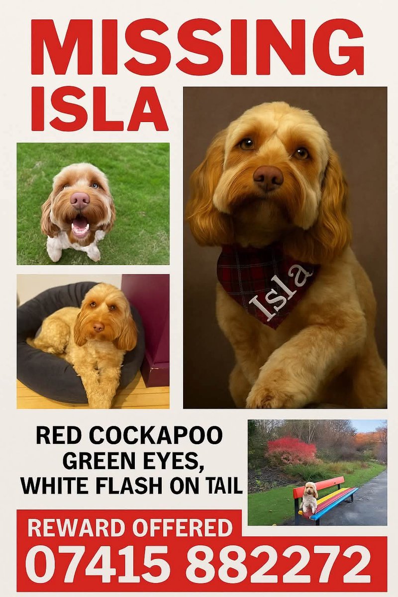 MissingPetsGB's tweet photo. " Two years ago today, Isla disappeared. Near #Banchory AB31 on a walk

💔 Two years without answers.
💔 Two years of searching.
💔 Two years of missing a piece of our family every single day.

If there is one thing this journey has taught us, it’s that this can happen to anyone" https://t.co/3LJ9HC825n