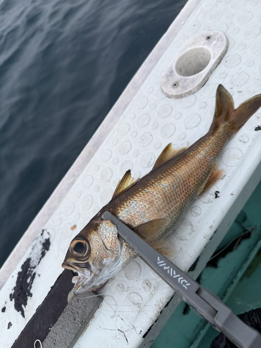 tsuyo4444's tweet photo. 昨夜？今夜？の相模湾夜ムツ🎣
暑い夏はやっぱり夜釣り！
明るいうちのキントキ狙いは不発でしたが、暗くなってからはクロムツがめっちゃ元気！
小さいサイズですが常にアタリがあり、手返し重視で頑張ってクーラー満タン47匹！
サバの邪魔もほとんど無し！楽しかった〜 https://t.co/HWOH8BvooQ