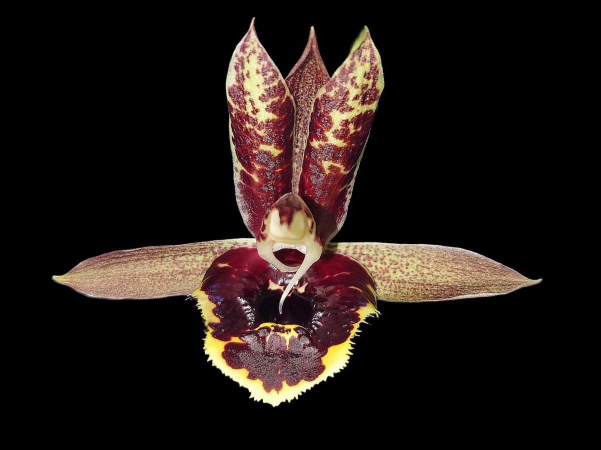 UK_Boothby's tweet photo. First Catasetum Elizabeth Wills blooms this year show a change in flower colouring, with the addition of vivid yellow highlights on the petals, particularly the lip. UK heatwave temperatures appear to be inhibiting anthocyanin accumulation during flower development #Orchidaceae https://t.co/InyQjth7VB