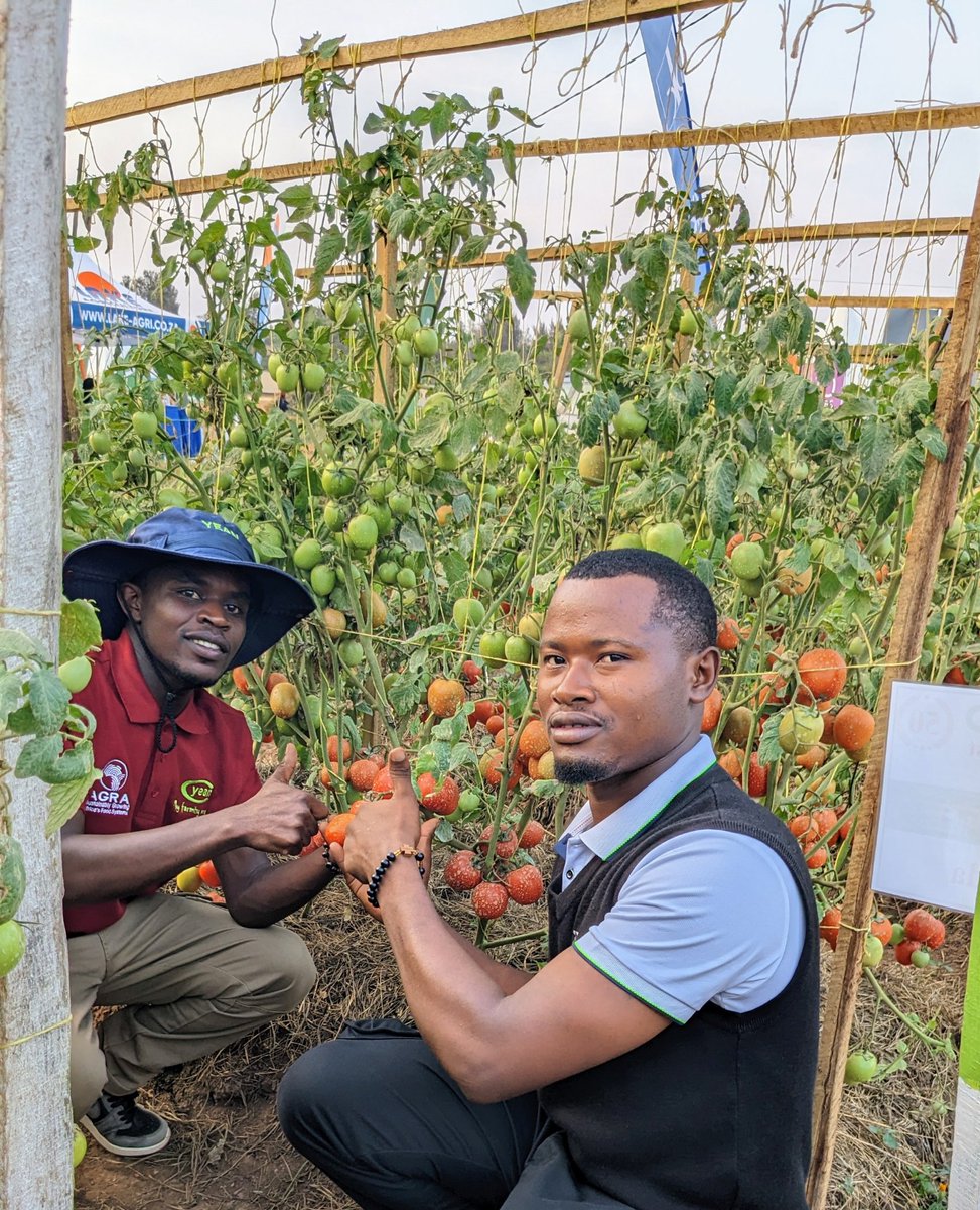 niyo_charles's tweet photo. The future of agriculture is not imagined in boardrooms, it's growing in the field.

One of the most inspiring experiences at the Rwanda Agricultural Show 2026 was visiting the seed demonstration farms, where improved crop varieties are showcased under real farming conditions. These plots give farmers a unique opportunity to see, compare, and evaluate crop performance before making planting decisions.

From the vigorous tomato plants loaded with healthy fruits to the productive sweet pepper varieties, every plot tells a story of how quality seed and proper crop management can dramatically improve yields. Farmers can assess growth habits, disease tolerance, fruit quality, maturity, adaptability to local conditions, and yield potential all in one place.

Seed demonstration farms are more than exhibition spaces; they are outdoor classrooms where research meets practice. They empower farmers with knowledge, reduce the risks of choosing unsuitable varieties, and encourage the adoption of improved technologies that increase productivity and profitability.

Whether you are an experienced farmer, a young agripreneur, a student, or simply passionate about agriculture, these demonstration plots offer valuable lessons that no brochure or presentation can replace. Seeing is believing, and the field provides the best evidence.

The Rwanda Agricultural Show continues to prove that agricultural transformation starts with knowledge, innovation, and informed decisions. Every visit is an opportunity to learn something that can make the next harvest even better.

#RwandaAgriShow2026

@RwandaAgri 
@RwandaAgriBoard 
@RwandAgriExport 
@BRDbank 
@BankofKigali 
@FAORwanda 
@AGRA_Africa 
@SNVworld 
@CARE 
@HeiferRwanda 
@bralirwaplc
@IITARWANDA 
@IITA_CGIAR 
@Cipotato