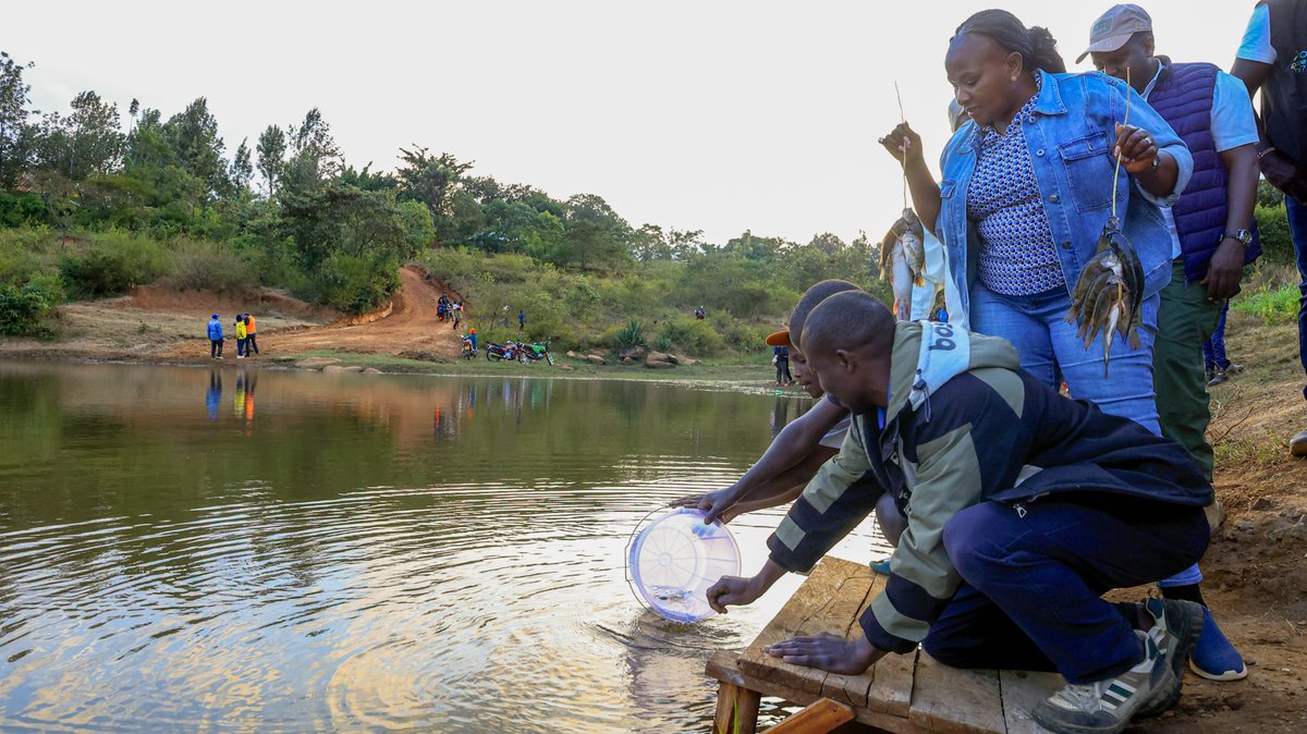 Wavinya_Ndeti's tweet photo. To continue boosting aquaculture in Machakos County, we have stocked Kwa Nduu Dam in Kavilinguni Sub-location with 10,000 fish fingerlings, adding to the ones we had previously stocked, which are already supporting fishing activities and fish farming by residents.

Fish farming is emerging as a sustainable alternative for enhancing food security in Machakos County by increasing local food production, improving household nutrition, and diversifying livelihoods. Through this initiative, we are expanding fish production while creating additional income opportunities for families through fish sales.

This investment advances my vision of Chakula Mezani, Pesa Mfukoni by promoting sustainable agriculture, strengthening household resilience and improving the livelihoods of our people.