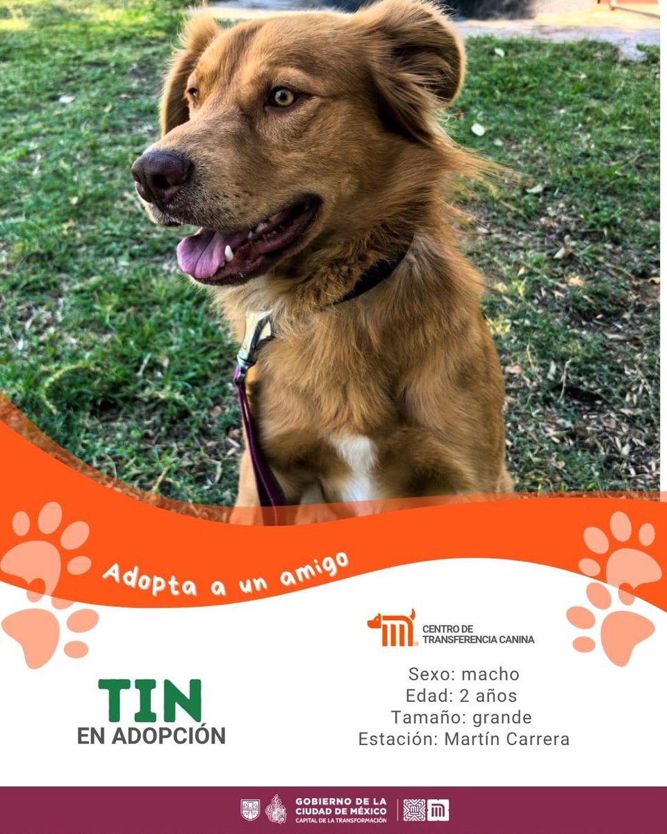 MetroCDMX's tweet photo. "Tin" está en busca de una familia, si deseas darle la oportunidad de ser adoptado comunícate con el @ctcdelmetro, vía e-mail a: ctc@metro.cdmx.gob.mx  
Consulta requisitos de adopción en 👉🏼 https://t.co/vy9M5dnTRh 🐾  #AdoptaNoCompres 🐶🏡 https://t.co/Hs5NB3UDjQ