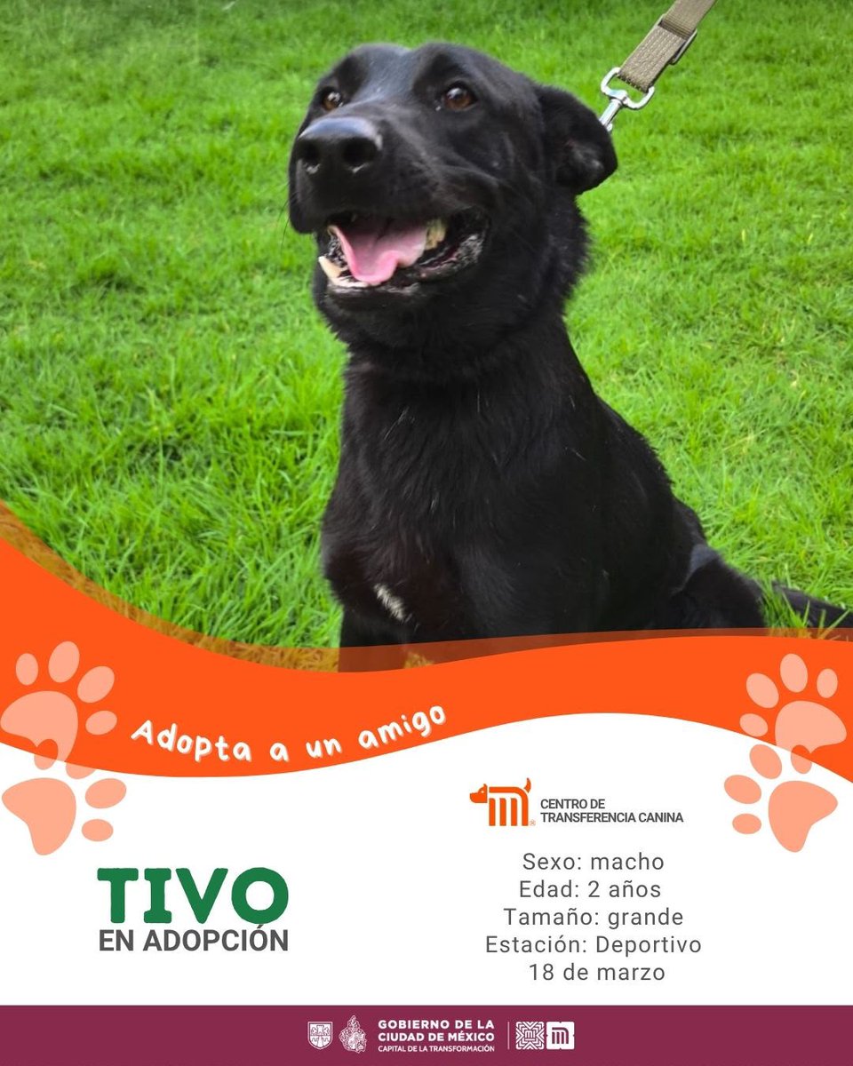 MetroCDMX's tweet photo. "Tivo" está en busca de una familia, si deseas darle la oportunidad de ser adoptado comunícate con el @ctcdelmetro, vía e-mail a: ctc@metro.cdmx.gob.mx  
Consulta requisitos de adopción en 👉🏼 https://t.co/vy9M5dnm1J 🐾  #AdoptaNoCompres 🐶🏡 https://t.co/tZvAVPgHMA