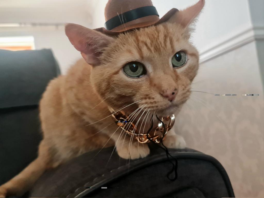 Davesixsix's tweet photo. @Number10cat From Sheffield but willing to travel... https://t.co/riwRrs0PqU